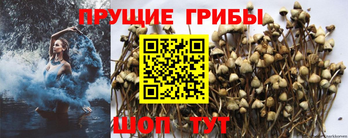 Галлюциногенные грибы MAGIC MUSHROOMS  Вход с VPN  Нальчик  Псилоцибиновые грибы GOLDEN TEACHER 